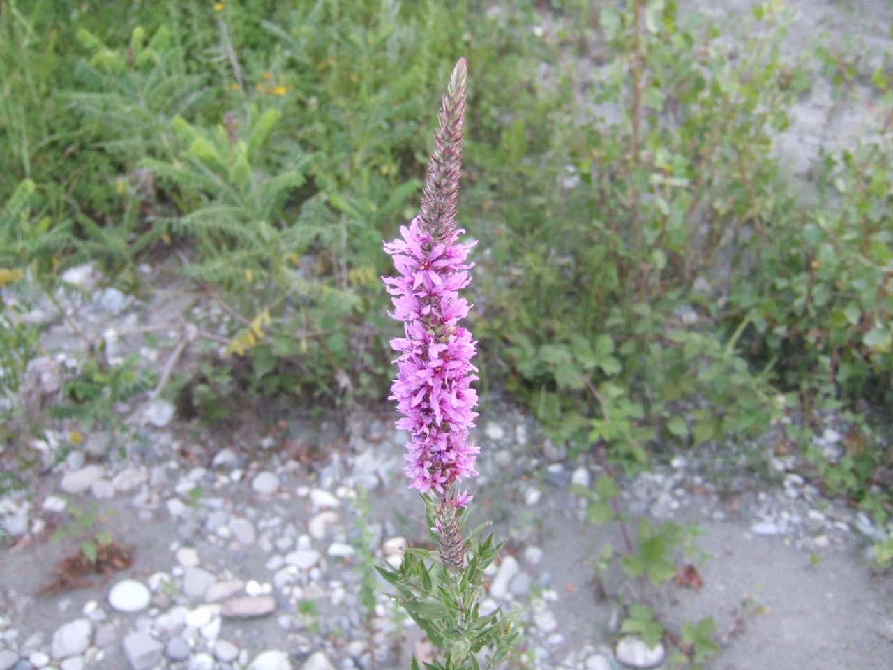 Vegetazione glareicola